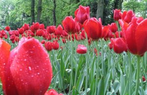 Tulip Buying Guide - 5 Colors You Should Know