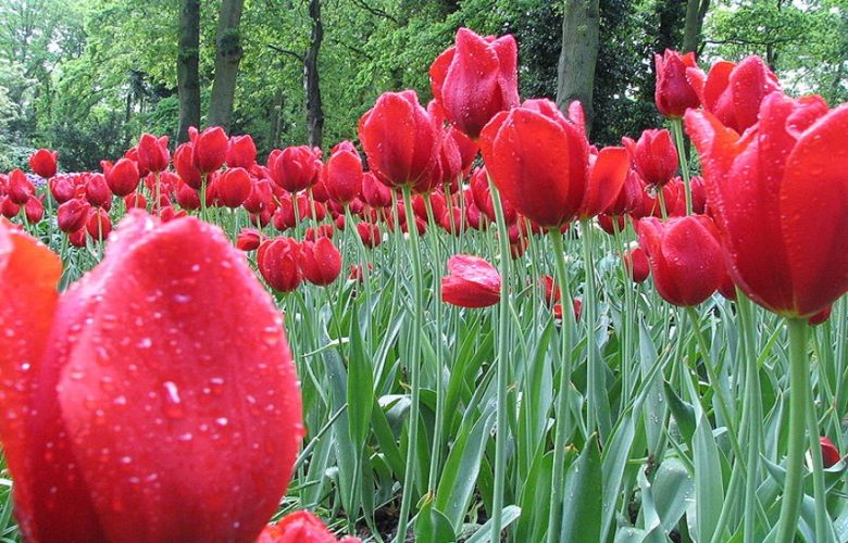 Tulip Buying Guide – 5 Colors You Should Know