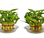 Buying Bamboo related stuff online