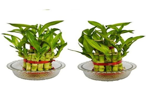 Buying Bamboo related stuff online