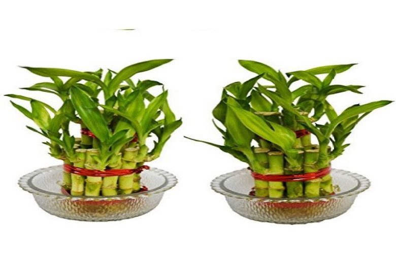 Buying Bamboo related stuff online